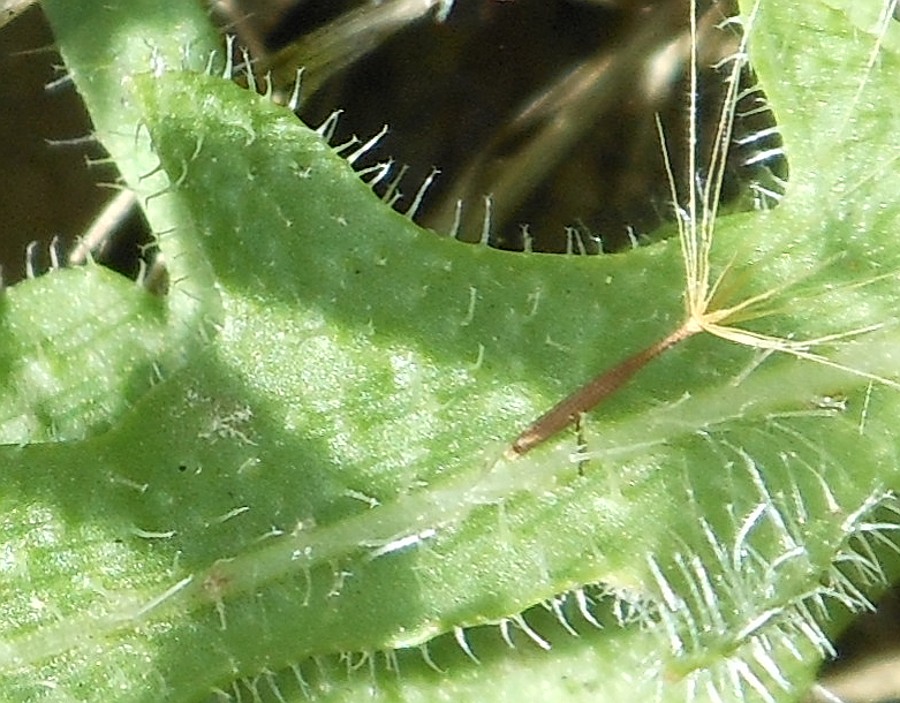 Leontodon saxatilis / Dente di leone di Leysser